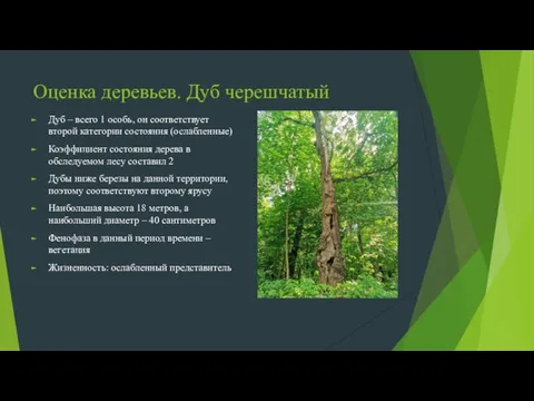 Оценка деревьев. Дуб черешчатый Дуб – всего 1 особь, он соответствует