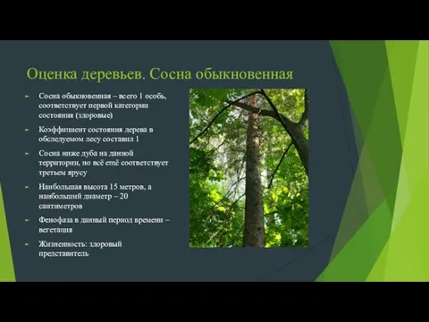 Оценка деревьев. Сосна обыкновенная Сосна обыкновенная – всего 1 особь, соответствует