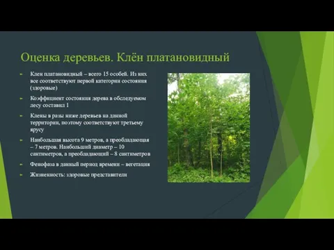 Оценка деревьев. Клён платановидный Клен платановидный – всего 15 особей. Из