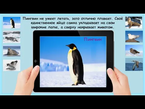 Пингвин Пингвин не умеет летать, зато отлично плавает. Своё единственное яйцо