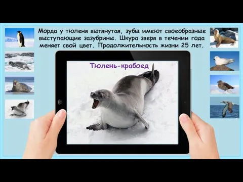 Тюлень-крабоед Морда у тюленя вытянутая, зубы имеют своеобразные выступающие зазубрины. Шкура