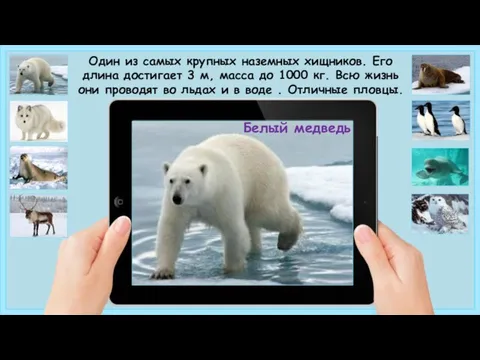 Белый медведь Один из самых крупных наземных хищников. Его длина достигает