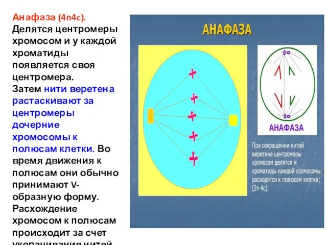 Анафаза (4n4c). Делятся центромеры хромосом и у каждой хроматиды появляется своя