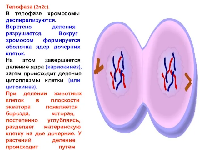 Телофаза (2n2c). В телофазе хромосомы деспирализуются. Веретено деления разрушается. Вокруг хромосом