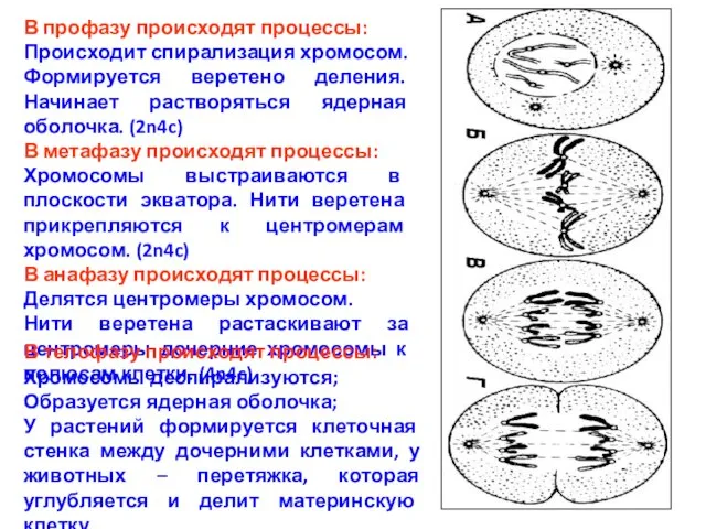 В профазу происходят процессы: Происходит спирализация хромосом. Формируется веретено деления. Начинает