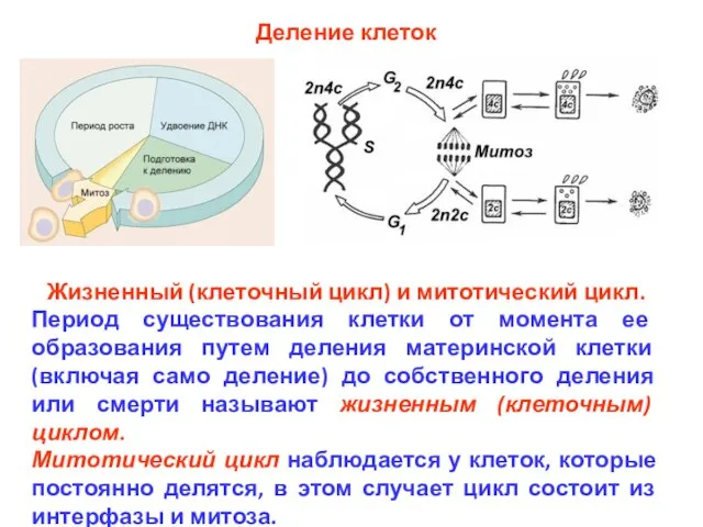 Деление клеток Жизненный (клеточный цикл) и митотический цикл. Период существования клетки