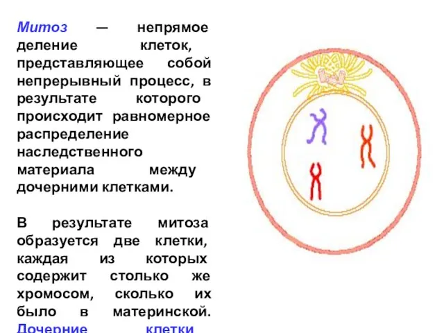 Митоз — непрямое деление клеток, представляющее собой непрерывный процесс, в результате