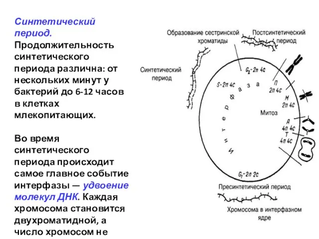 Синтетический период. Продолжительность синтетического периода различна: от нескольких минут у бактерий