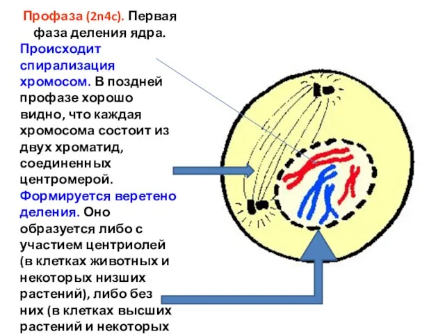 Профаза (2n4c). Первая фаза деления ядра. Происходит спирализация хромосом. В поздней