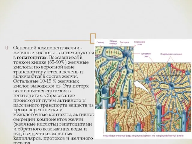 Основной компонент желчи - желчные кислоты - синтезируются в гепатоцитах. Всосавшиеся