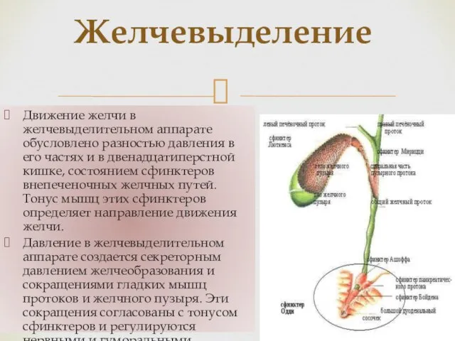 Движение желчи в желчевыделительном аппарате обусловлено разностью давления в его частях