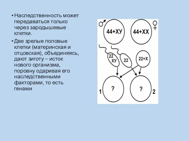 Наследственность может передаваться только через зародышевые клетки. Две зрелые половые клетки