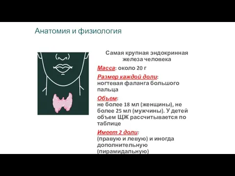 Анатомия и физиология Самая крупная эндокринная железа человека Масса: около 20