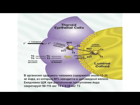 В организме здорового человека содержится около 15-20 мг йода, из которых