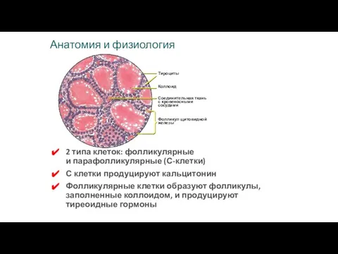 Анатомия и физиология 2 типа клеток: фолликулярные и парафолликулярные (С-клетки) С