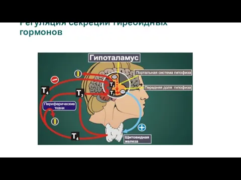 Регуляция секреции тиреоидных гормонов