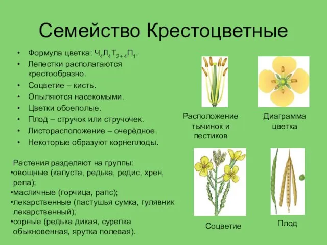 Семейство Крестоцветные Формула цветка: Ч4Л4Т2+ 4П1. Лепестки располагаются крестообразно. Соцветие –