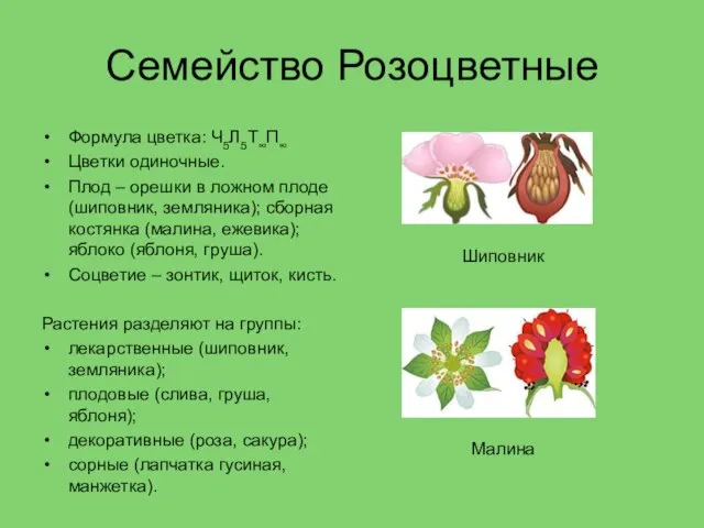 Семейство Розоцветные Формула цветка: Ч5Л5Т∞П∞ Цветки одиночные. Плод – орешки в