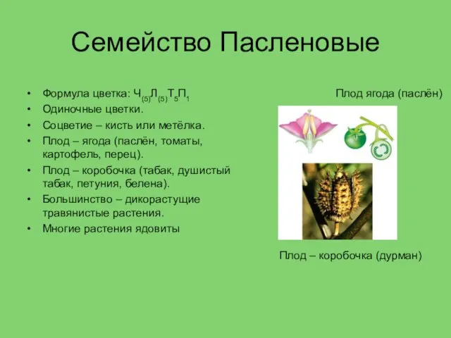 Семейство Пасленовые Формула цветка: Ч(5)Л(5)Т5П1 Одиночные цветки. Соцветие – кисть или