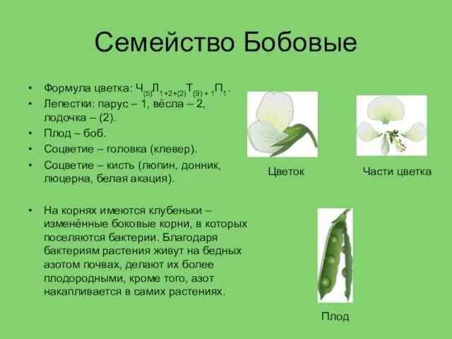 Семейство Бобовые Формула цветка: Ч(5)Л1+2+(2)Т(9) + 1П1. Лепестки: парус – 1,