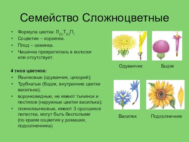 Семейство Сложноцветные Формула цветка: Л(5)Т(5)П1 Соцветие – корзинка. Плод – семянка.