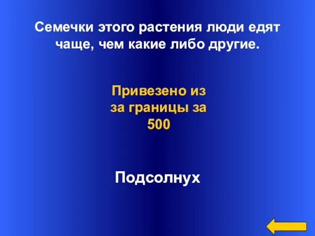 Семечки этого растения люди едят чаще, чем какие либо другие. Подсолнух