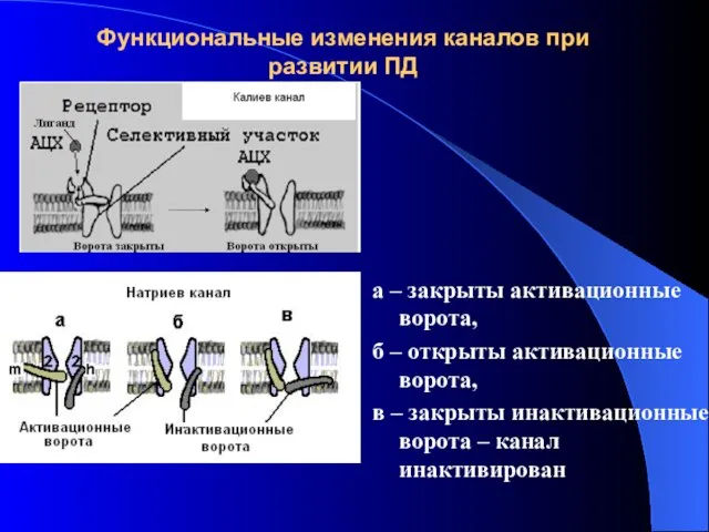 Функциональные изменения каналов при развитии ПД а – закрыты активационные ворота,