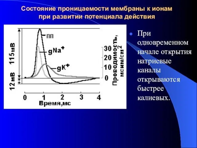 Состояние проницаемости мембраны к ионам при развитии потенциала действия При одновременном