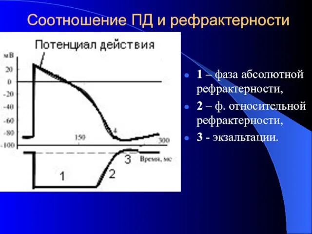 Соотношение ПД и рефрактерности 1 – фаза абсолютной рефрактерности, 2 –