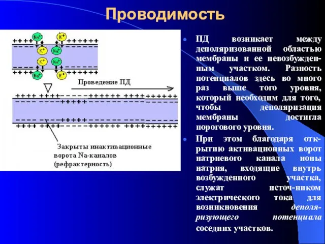 Проводимость ПД возникает между деполяризованной областью мембраны и ее невозбужден-ным участком.