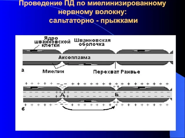 Проведение ПД по миелинизированному нервному волокну: сальтаторно - прыжками