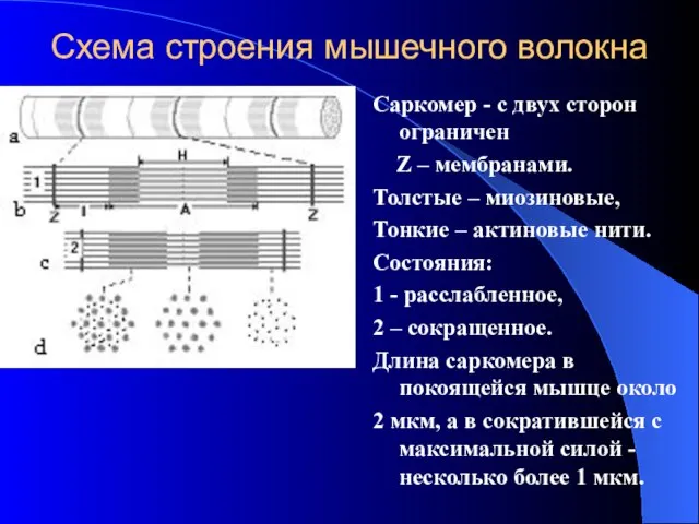 Схема строения мышечного волокна Саркомер - с двух сторон ограничен Z