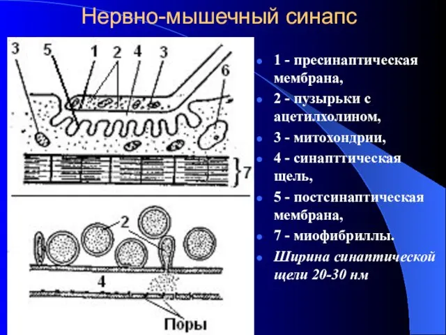 Нервно-мышечный синапс 1 - пресинаптическая мембрана, 2 - пузырьки с ацетилхолином,