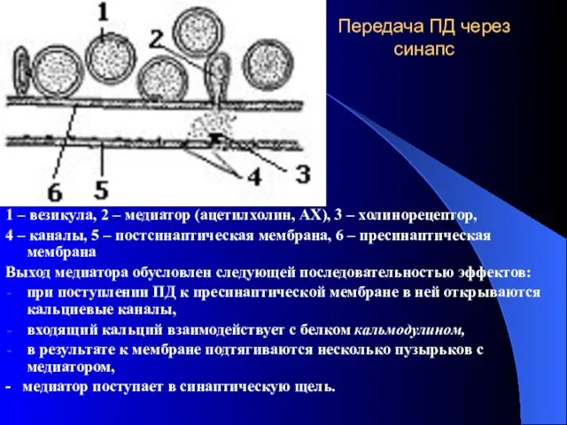 Передача ПД через синапс 1 – везикула, 2 – медиатор (ацетилхолин,