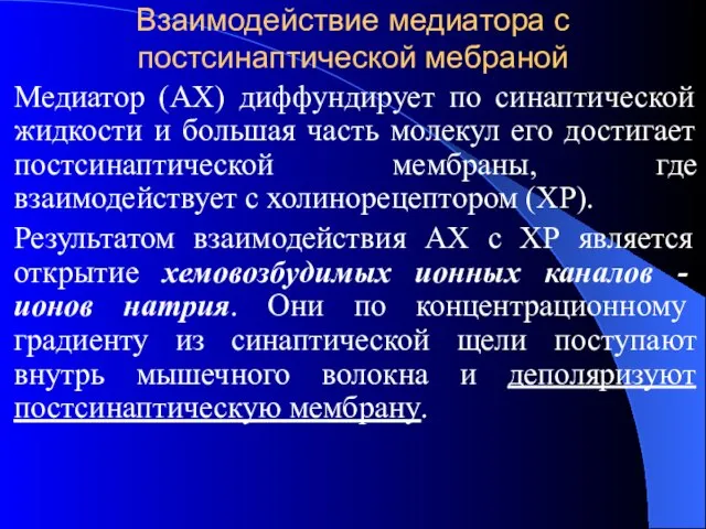 Взаимодействие медиатора с постсинаптической мебраной Медиатор (АХ) диффундирует по синаптической жидкости