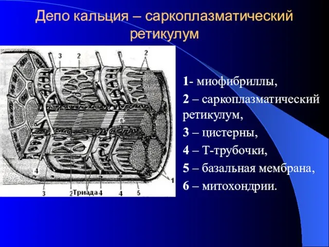 Депо кальция – саркоплазматический ретикулум 1- миофибриллы, 2 – саркоплазматический ретикулум,