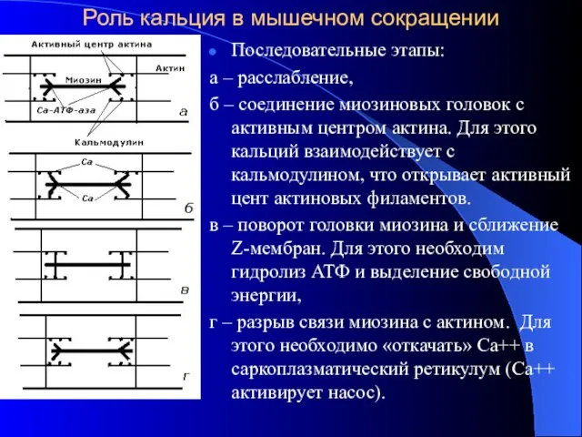 Роль кальция в мышечном сокращении Последовательные этапы: а – расслабление, б