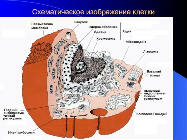 Схематическое изображение клетки