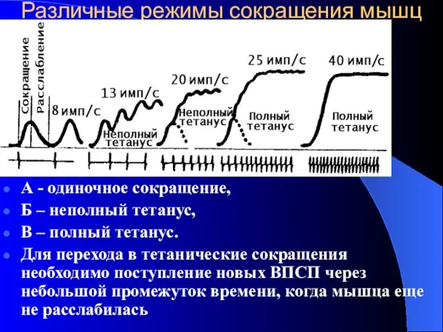 Различные режимы сокращения мышц А - одиночное сокращение, Б – неполный