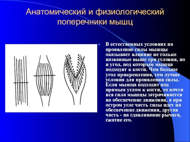 Анатомический и физиологический поперечники мышц В естественных условиях на проявление силы