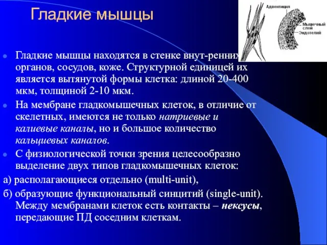 Гладкие мышцы Гладкие мышцы находятся в стенке внут-ренних органов, сосудов, коже.