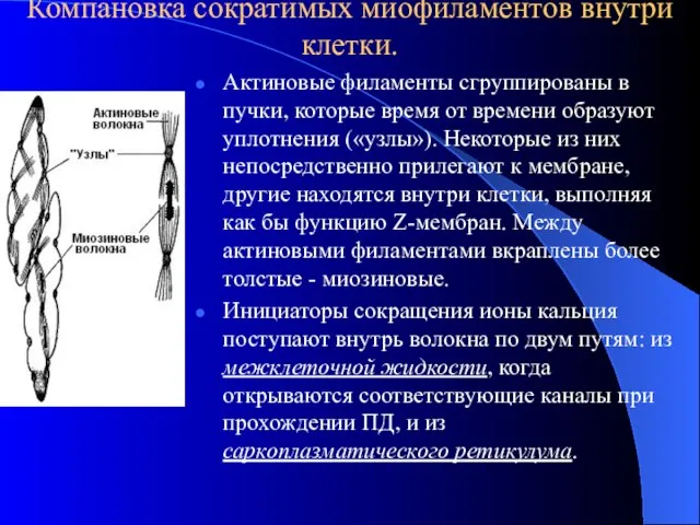 Компановка сократимых миофиламентов внутри клетки. Актиновые филаменты сгруппированы в пучки, которые