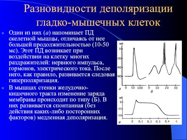 Разновидности деполяризации гладко-мышечных клеток Один из них (а) напоминает ПД скелетной