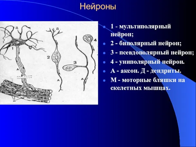 Нейроны 1 - мультиполярный нейрон; 2 - биполярный нейрон; 3 -