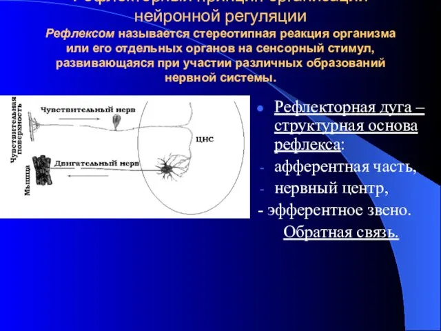 Рефлекторный принцип организации нейронной регуляции Рефлексом называется стереотипная реакция организма или