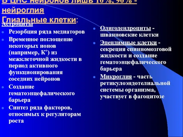 В ЦНС нейронов лишь 10%, 90% - нейроглия Глиальные клетки: Астроциты