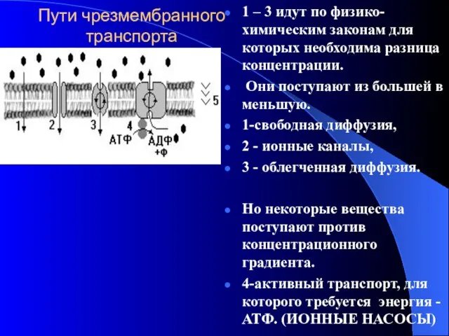 Пути чрезмембранного транспорта 1 – 3 идут по физико-химическим законам для