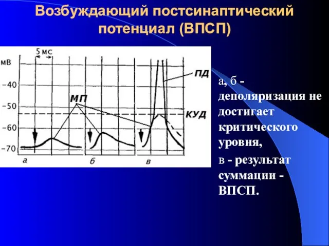 Возбуждающий постсинаптический потенциал (ВПСП) а, б - деполяризация не достигает критического