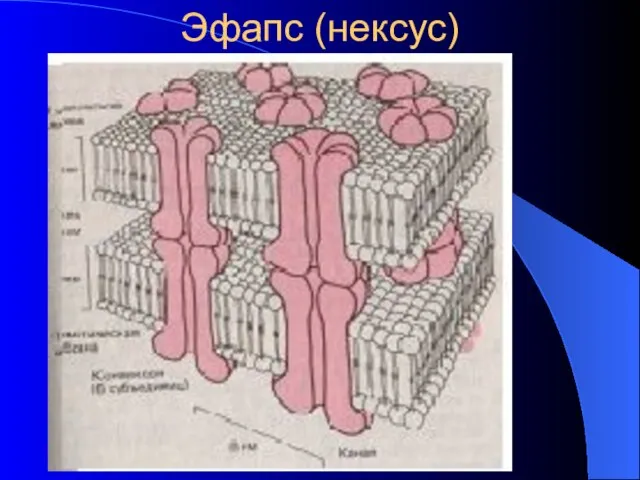 Эфапс (нексус)