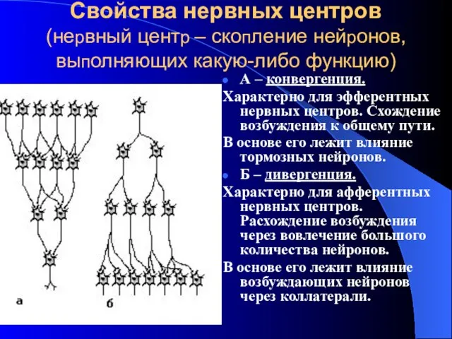 Свойства нервных центров (нервный центр – скопление нейронов, выполняющих какую-либо функцию)